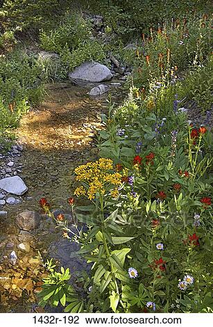 Whiskey Creek, Alpine Meadows, California, USA View Large Photo Image Stock Image - Whiskey Creek, Alpine Meadows, California, USA. Fotosearch