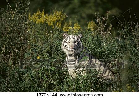 White Bengal Tiger View Large Photo Image Picture - White Bengal Tiger. Fotosearch