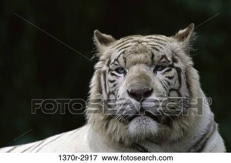 White Bengal Tiger View Large Photo Image Stock Photo - White Bengal Tiger. Fotosearch