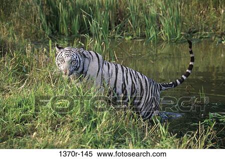White Bengal Tiger View Large Photo Image Stock Photography - White Bengal Tiger. Fotosearch