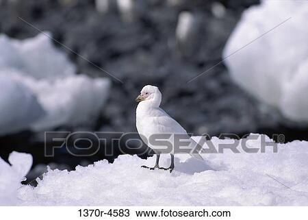 Stock Image - white, snow, American, bird, still, cold. Fotosearch