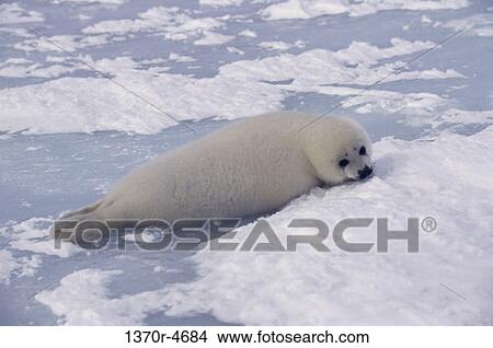 white, snow, seal, sea, ice, resting View Large Photo Image Picture - white, snow, seal, sea, ice, resting. Fotosearch