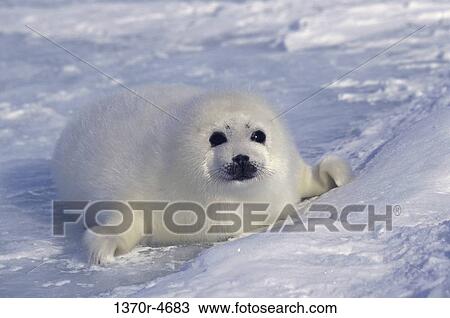 Stock Image - white, snow, seal, sea, ice, young. Fotosearch