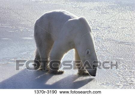 white, snow, shadow, ice, polar bear, animal View Large Photo Image Stock Image - white, snow, shadow, ice, polar bear, animal. Fotosearch