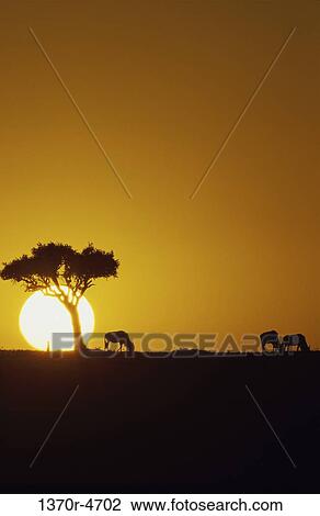 Wildebeest View Large Photo Image Stock Image - Wildebeest. Fotosearch