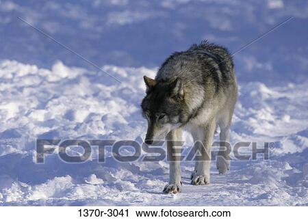 Wolf View Large Photo Image Stock Image - Wolf. Fotosearch