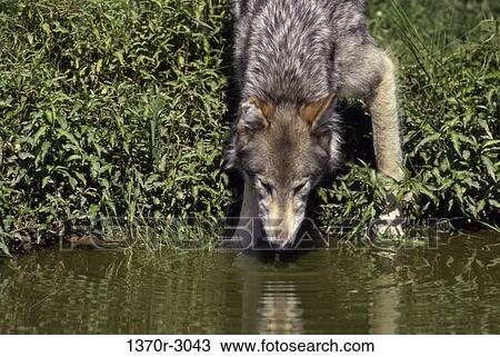 Wolf View Large Photo Image Stock Image - Wolf. Fotosearch