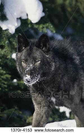 Wolf View Large Photo Image Stock Image - Wolf. Fotosearch