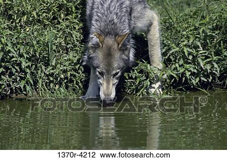 Wolf View Large Photo Image Stock Image - Wolf. Fotosearch