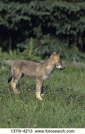 Wolf View Large Photo Image Stock Image - Wolf. Fotosearch