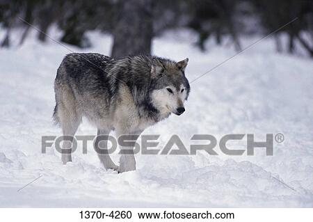 Wolf View Large Photo Image Stock Image - Wolf. Fotosearch