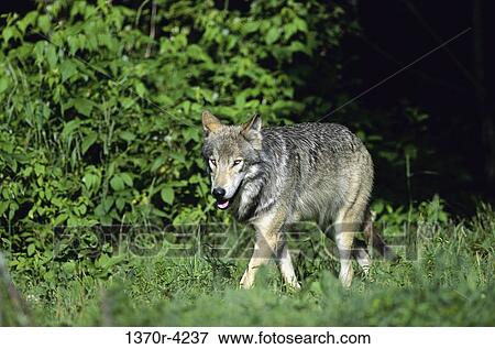 Stock Photo - Wolf. Fotosearch