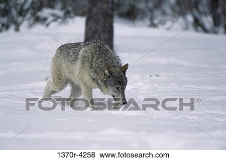 Wolf View Large Photo Image Stock Photo - Wolf. Fotosearch