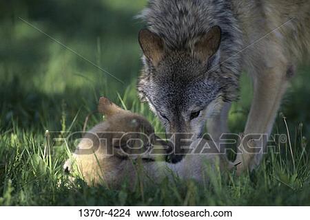Wolves View Large Photo Image Picture - Wolves. Fotosearch