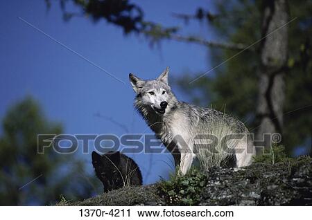 Wolves View Large Photo Image Stock Image - Wolves. Fotosearch
