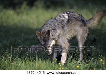 Wolves View Large Photo Image Stock Photography - Wolves. Fotosearch