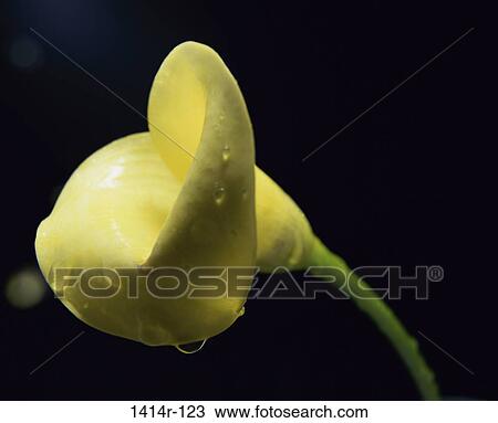 Stock Image - Yellow Calla Lily. Fotosearch