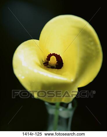 Yellow Calla Lily View Large Photo Image Stock Photography - Yellow Calla Lily. Fotosearch