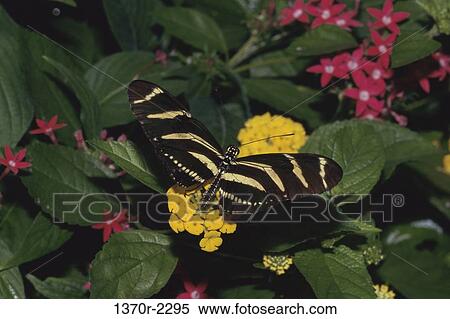Zebra Longwing Butterfly View Large Photo Image Stock Photography - Zebra Longwing Butterfly. Fotosearch
