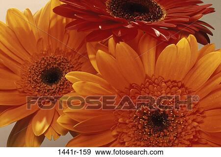 African Daisies View Large Photo Image Stock Photo - African Daisies. Fotosearch