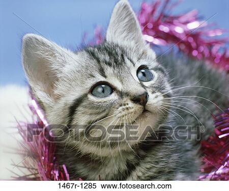 animal, kitten, attention, mischievous, cat, attentive View Large Photo Image Stock Photography - animal, kitten, attention, mischievous, cat, attentive. Fotosearch