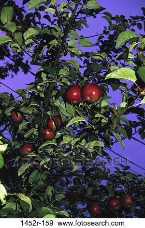 Apple Tree View Large Photo Image Stock Photo - Apple Tree. Fotosearch