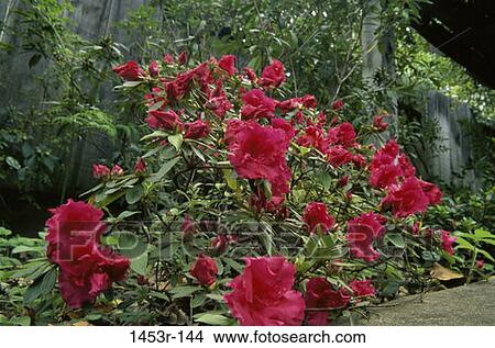 Picture - Azaleas. Fotosearch