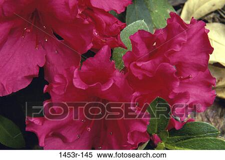 Azaleas View Large Photo Image Stock Photography - Azaleas. Fotosearch
