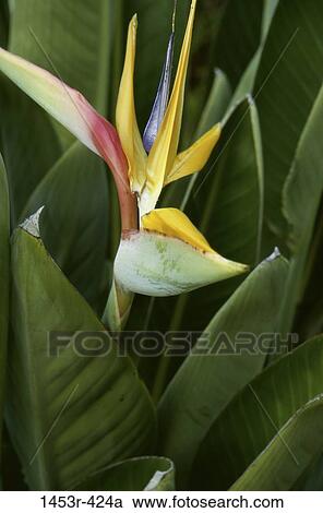 Bird of Paradise View Large Photo Image Stock Image - Bird of Paradise. Fotosearch