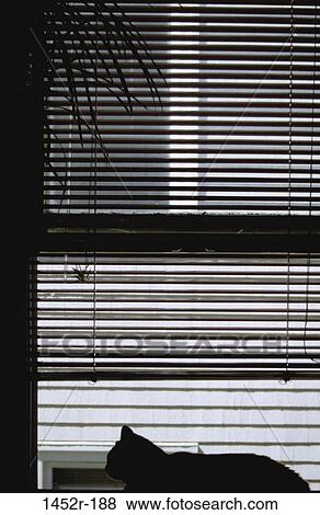 blinds, window, cat, calm, silhouette, stripes, relaxing View Large Photo Image Stock Photo - blinds, window, cat, calm, silhouette, stripes, relaxing. Fotosearch
