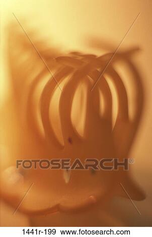 blur, still life, housewares, Household still lifes View Large Photo Image Stock Photo - blur, still life, housewares, Household still lifes. Fotosearch