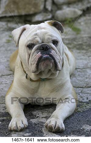Bulldog View Large Photo Image Stock Image - Bulldog. Fotosearch