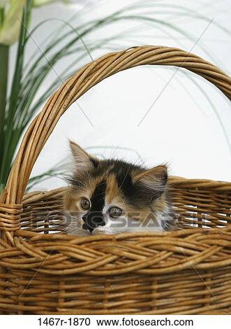 calico, kitten, hiding, cat, basket, watching, peeking View Large Photo Image Stock Image - calico, kitten, hiding, cat, basket, watching, peeking. Fotosearch