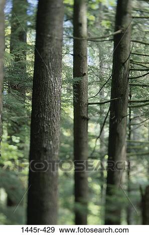 Canada, tall, trees, nature, forest, branches, pristine View Large Photo Image Stock Photo - Canada, tall, trees, nature, forest, branches, pristine. Fotosearch