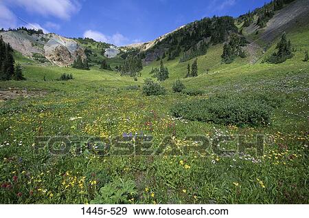 Chilcotin Mountains, British Columbia, Canada View Large Photo Image Stock Photo - Chilcotin Mountains, British Columbia, Canada. Fotosearch