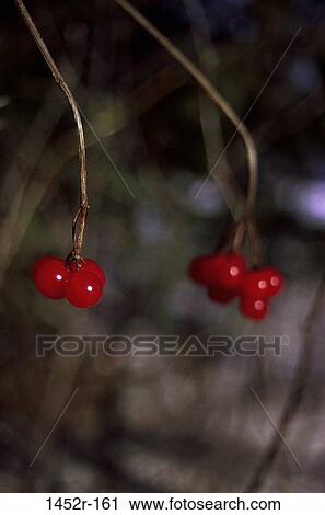Choke Cherries View Large Photo Image Stock Image - Choke Cherries. Fotosearch