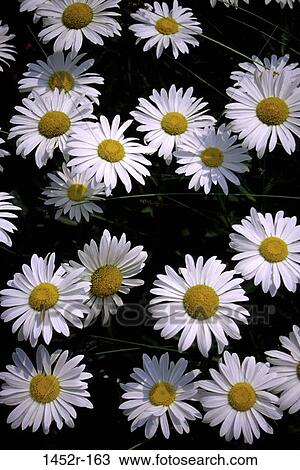 Daisies View Large Photo Image Stock Image - Daisies. Fotosearch