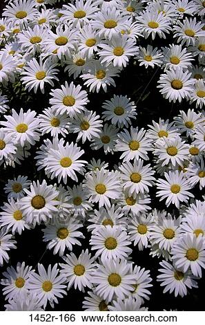 Daisies View Large Photo Image Stock Photograph - Daisies. Fotosearch