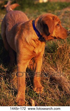 dog, puppy, collar, animal, golden retriever, retriever View Large Photo Image Stock Image - dog, puppy, collar, animal, golden retriever, retriever. Fotosearch