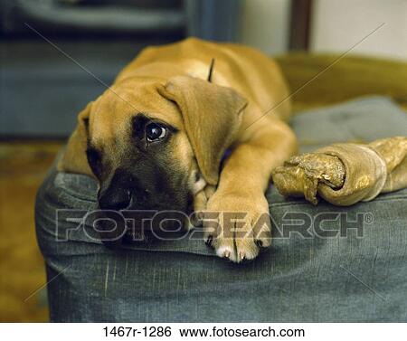 Stock Photograph - dog, puppy, tired, lying down, bored, pouting. Fotosearch