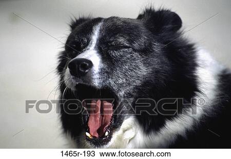 dog, tired, yawning, animal, yawn, bark View Large Photo Image Stock Image - dog, tired, yawning, animal, yawn, bark. Fotosearch