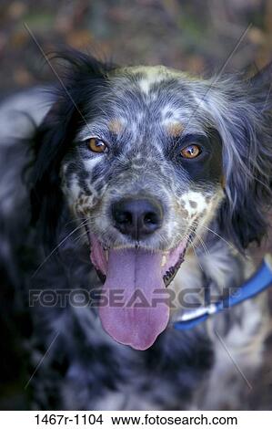 dog, tongue, collar, animal, pant, panting View Large Photo Image Picture - dog, tongue, collar, animal, pant, panting. Fotosearch