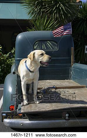 dog, watch, watching, waiting, flag, animal View Large Photo Image Stock Image - dog, watch, watching, waiting, flag, animal. Fotosearch