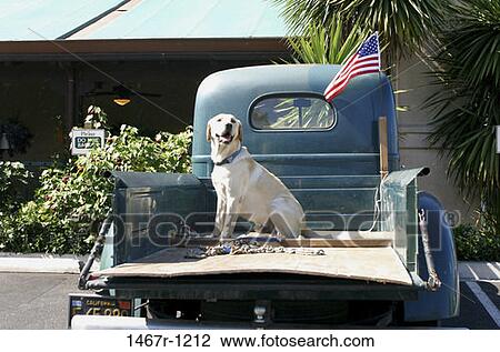 dog, watch, watching, waiting, flag, animal View Large Photo Image Stock Image - dog, watch, watching, waiting, flag, animal. Fotosearch