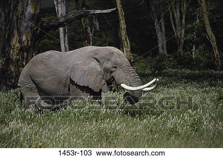 Elephant View Large Photo Image Stock Image - Elephant. Fotosearch