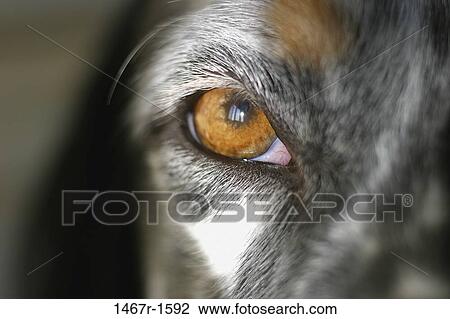 eye, dog, staring, mysterious, gazing, scary View Large Photo Image Stock Image - eye, dog, staring, mysterious, gazing, scary. Fotosearch