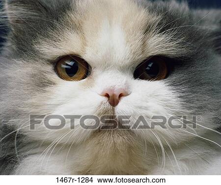 eyes, whiskers, nose, face, cat, detail View Large Photo Image Picture - eyes, whiskers, nose, face, cat, detail. Fotosearch