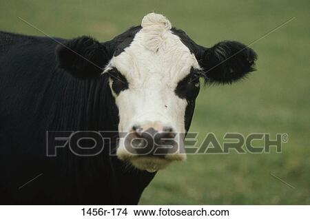 farm, farming, cattle, staring, cow, agriculture View Large Photo Image Picture - farm, farming, cattle, staring, cow, agriculture. Fotosearch