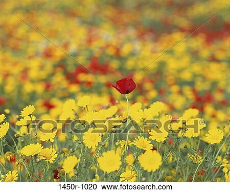 Field, blur, flowers, bright, nature, spring View Large Photo Image Stock Image - Field, blur, flowers, bright, nature, spring. Fotosearch