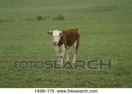 Field, farm, farming, cattle, calf, cow View Large Photo Image Stock Photography - Field, farm, farming, cattle, calf, cow. Fotosearch